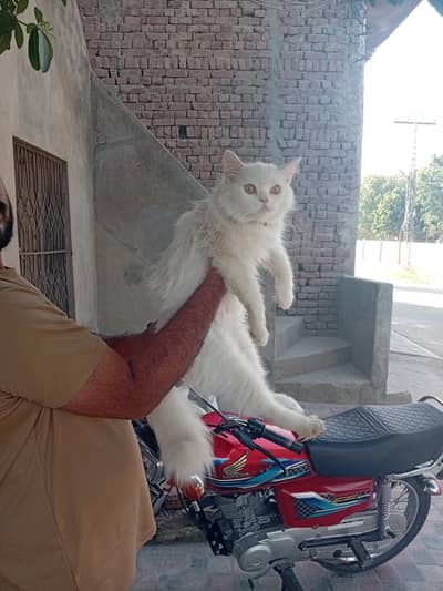 Persian catt