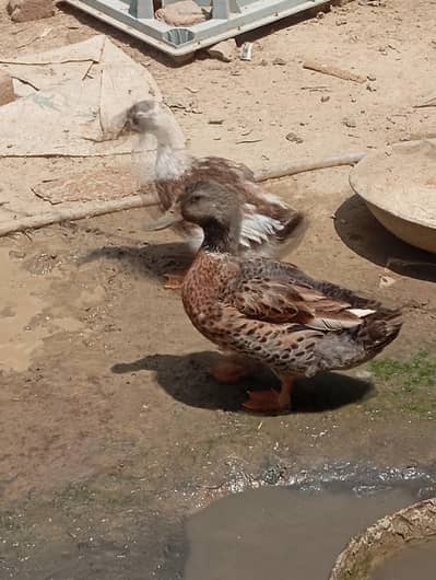 ducks
