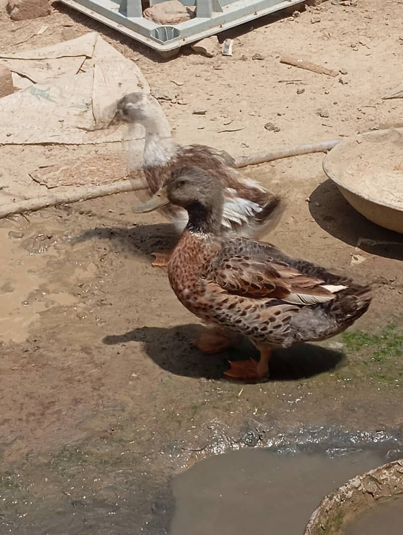 ducks 0
