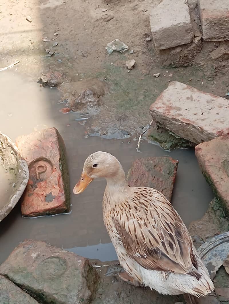 ducks 1