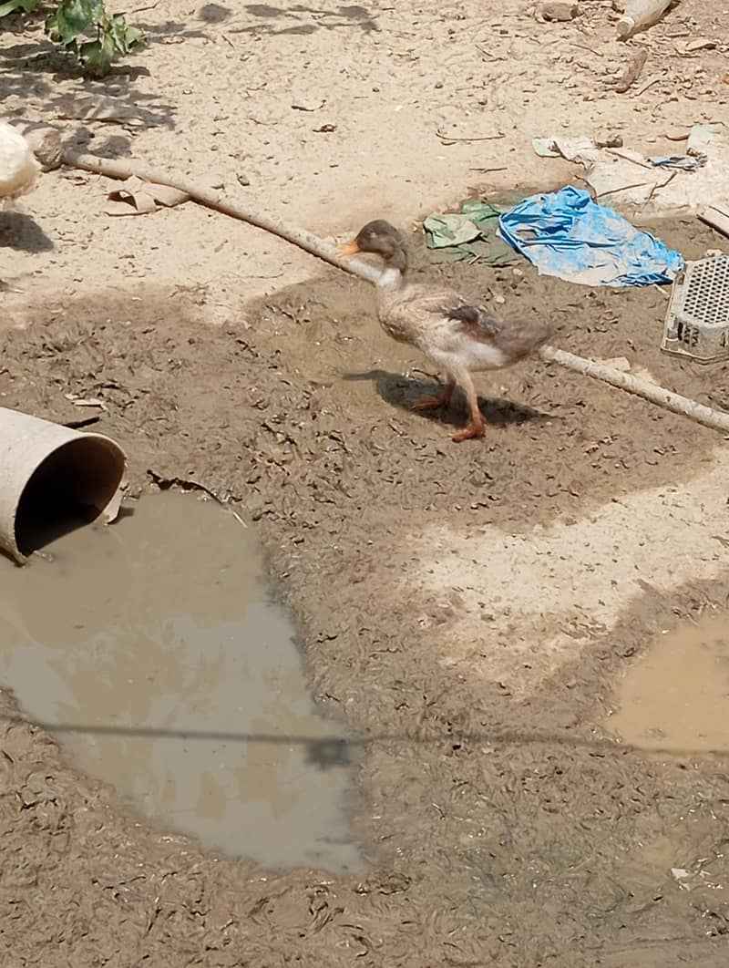 ducks 2
