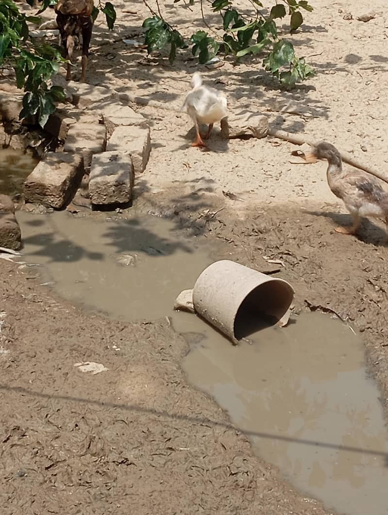 ducks 3
