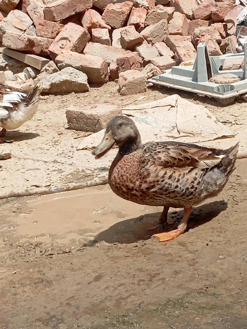 ducks 4