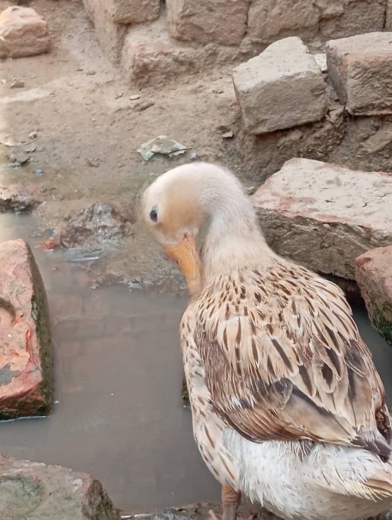 ducks 5