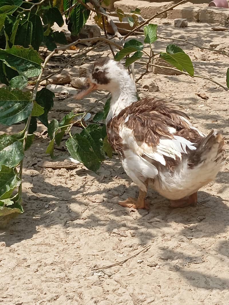 ducks 6