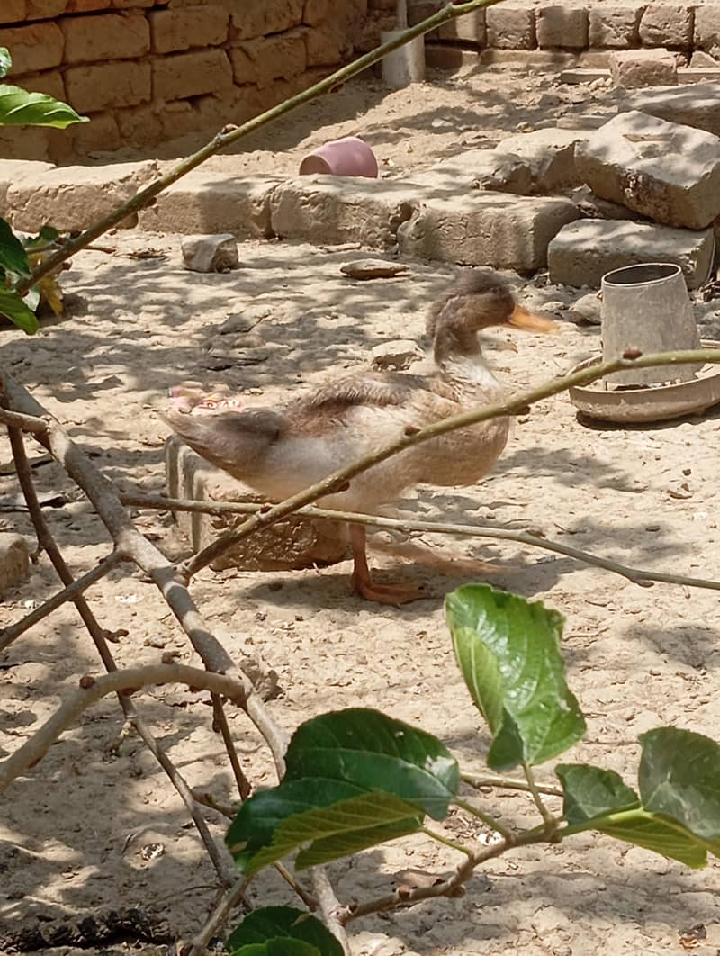 ducks 7