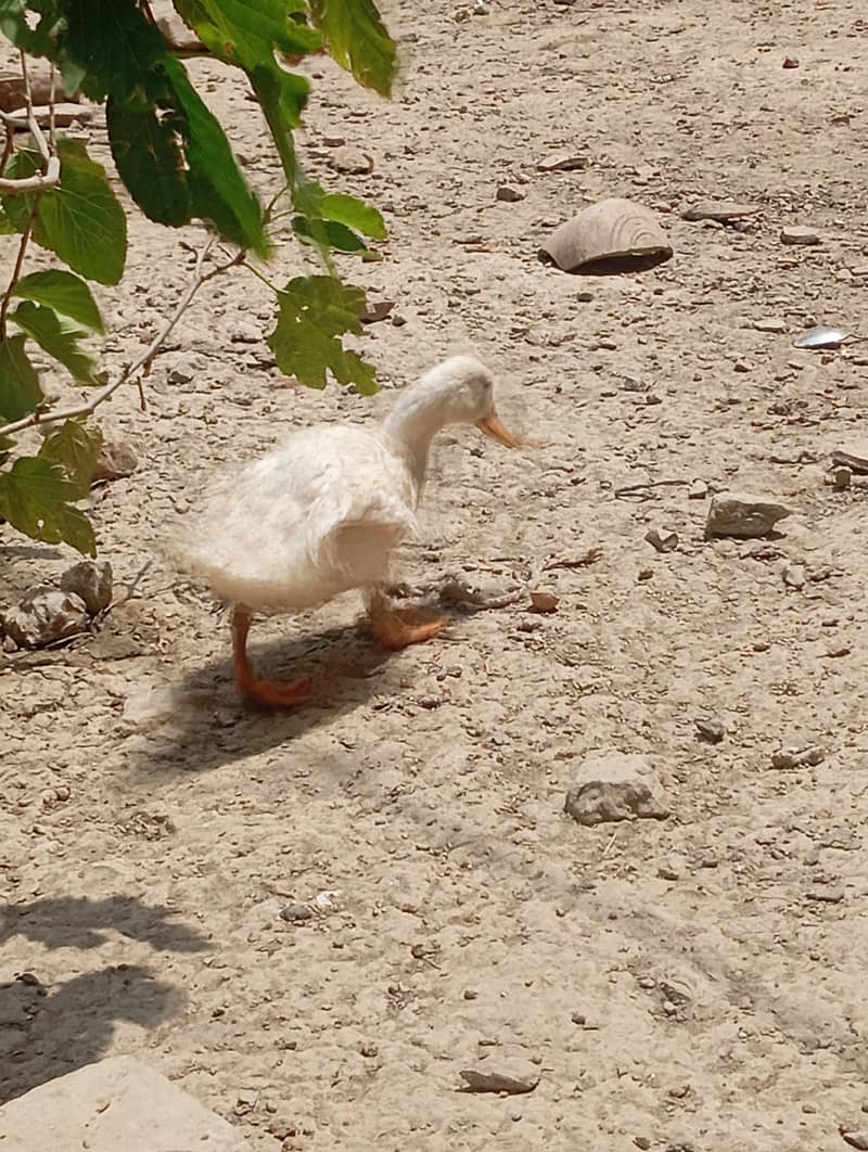 ducks 9