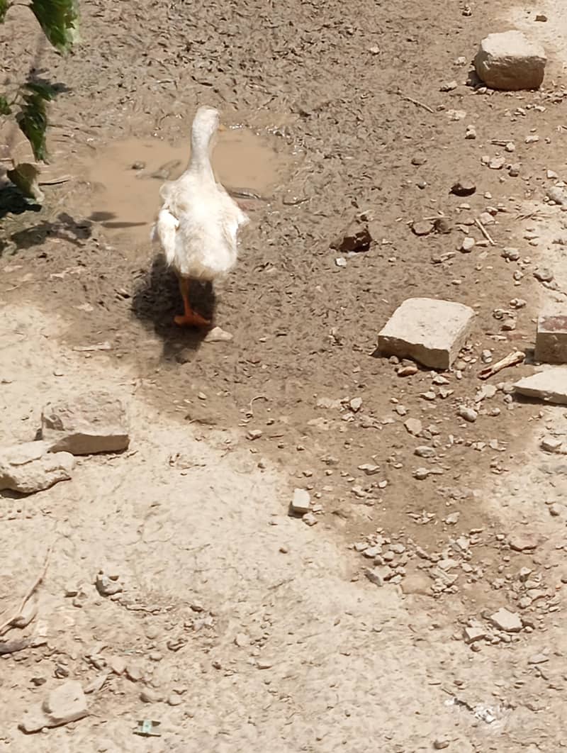ducks 10