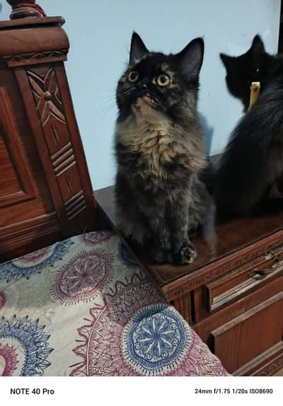 pure persion cats
