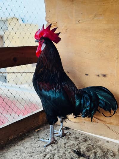 Australorp Male Murga