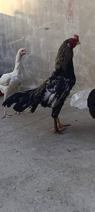 Heera kandhari female and aseel murga