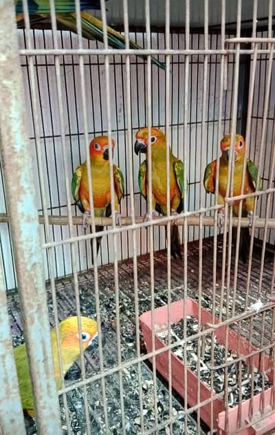 Sun Kannur red factor parrot for sale