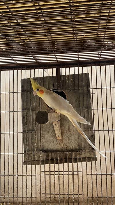 cocktail breeder pair