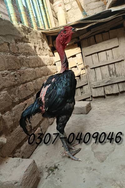 Pure imported Aseel Ganoi Bloodline