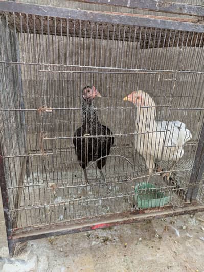 aseel murga or murghyan kurak Mujud ha