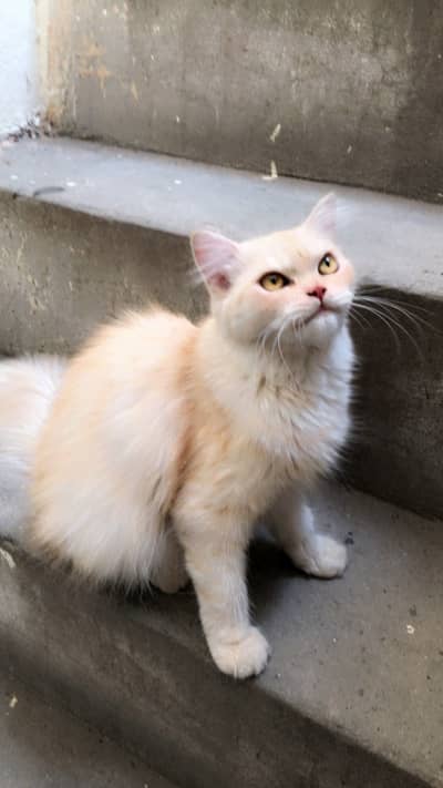 A traditional persian cat
