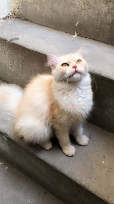 A traditional persian cat