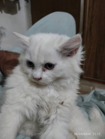 Healthy Kitten Available