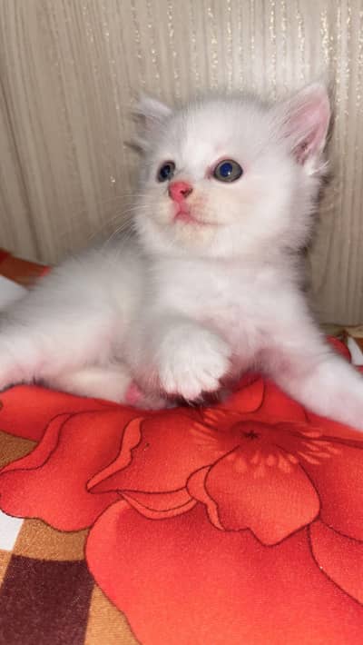 3 Persian & himalayan kittens