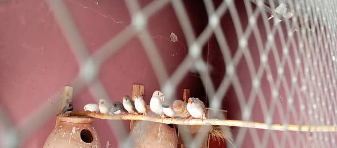 zenra finches for sale