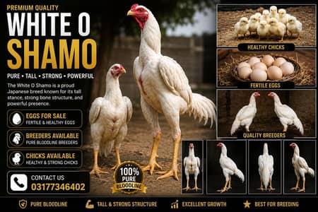 White O Shamo Eggs, Chicks & Breeder | Heavy Size Premium Breed