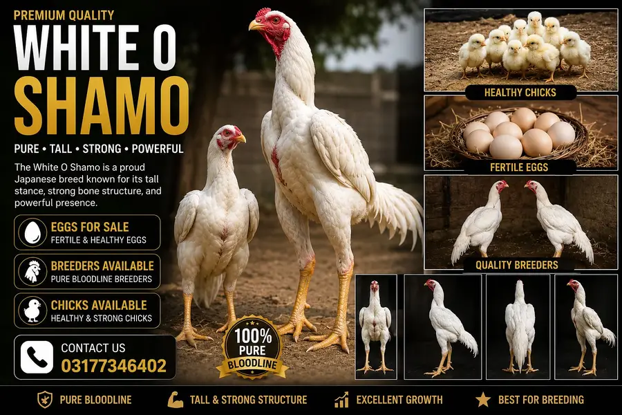 White O Shamo Eggs, Chicks & Breeder | Heavy Size Premium Breed