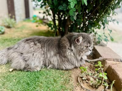 male for sale pure persian 2.5age very friendly