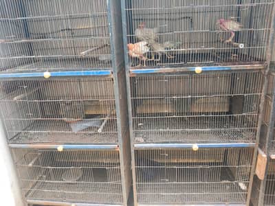 Parrots Cages | Pinjaray