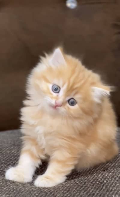 Quality Persian Punchface cat & kitten. moreWhatsApp 03314426573