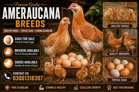 Pure Ameraucana Blue/Green Egg Layer Breed | Eggs, Chicks, Breeders