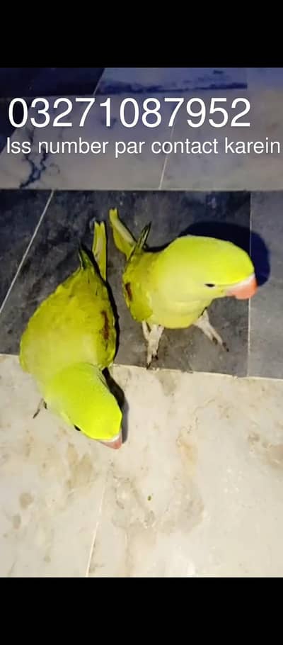 Raw self chicks for sale