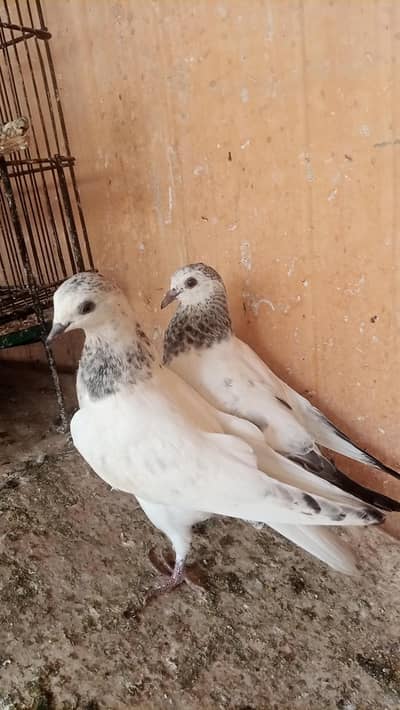 motiwale , rampuri ambarsere