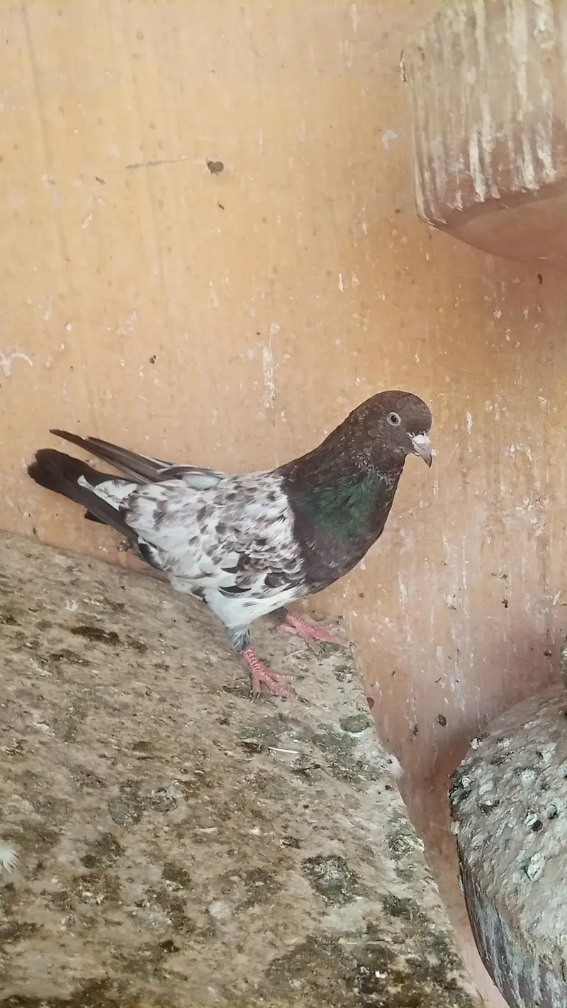 motiwale , rampuri ambarsere — photo 4