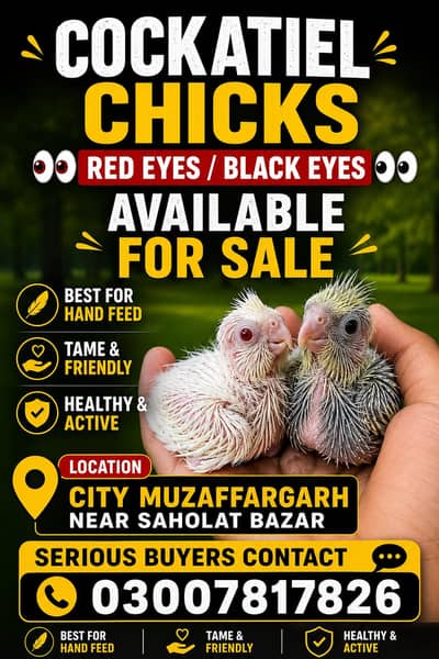 cockatiel