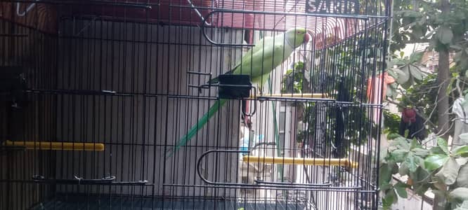 Indian Ringneck