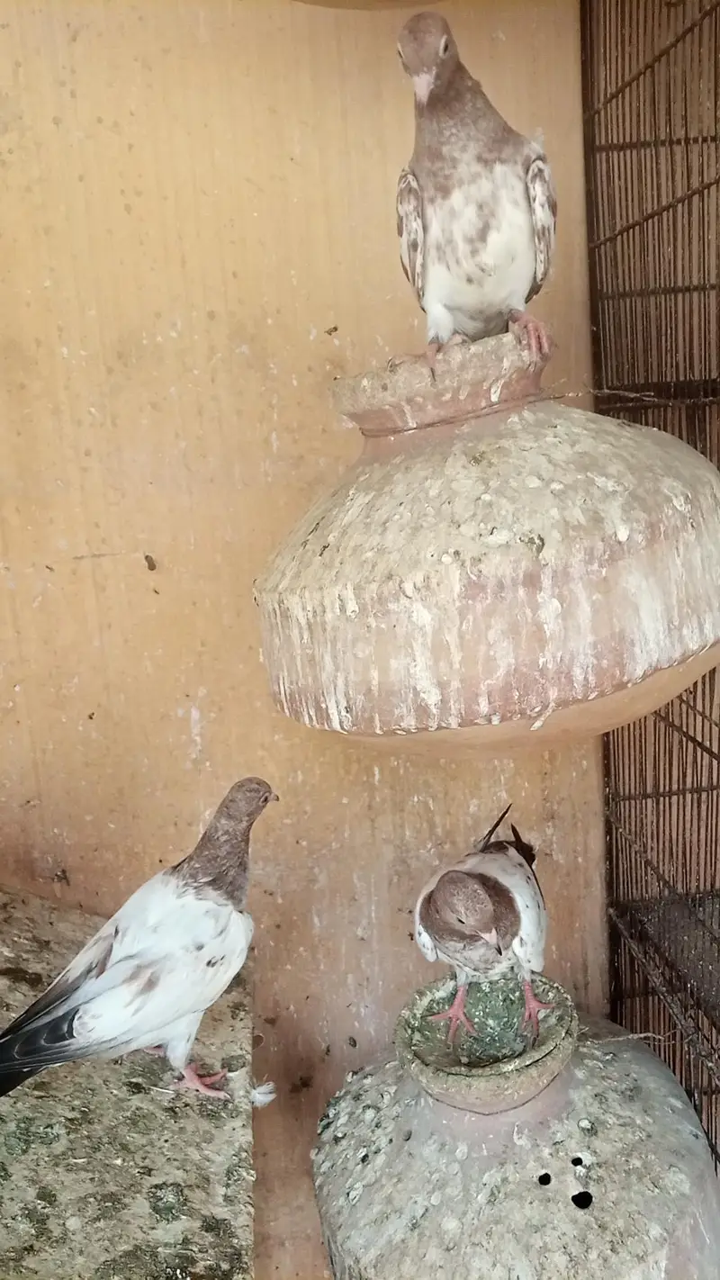 motiwale , rampuri ambarsere — photo 6