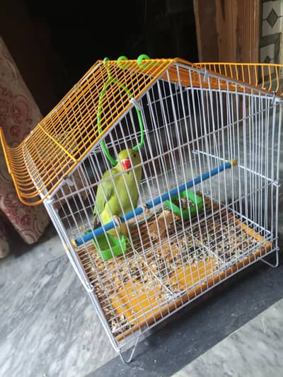 speak parrot