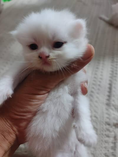 Persian triple coated kittens for sale