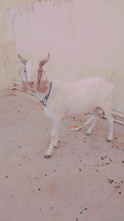 2027 andu tapra nasal, ghar k pala v hai