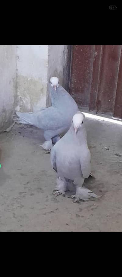 mukhi pigon