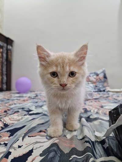 cat for sale home breed