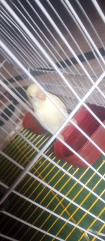 parrot for sale
