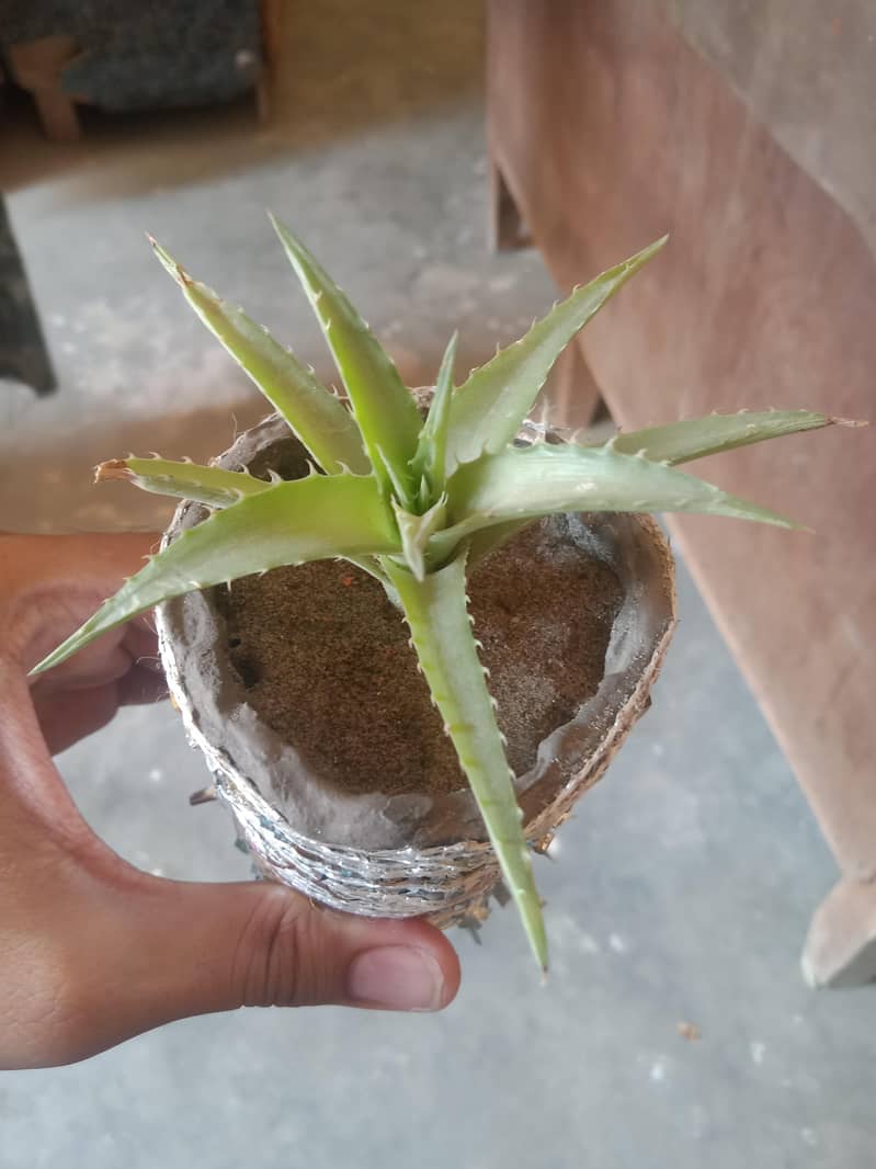 جیلی فش 0