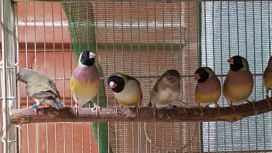 Gouldian Finch