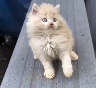 Quality Persian Punchface cat & kitten. moreWhatsApp 03314426573