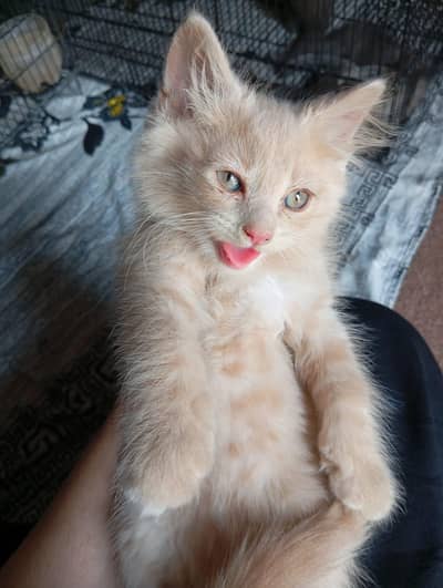 2 kitten pair available