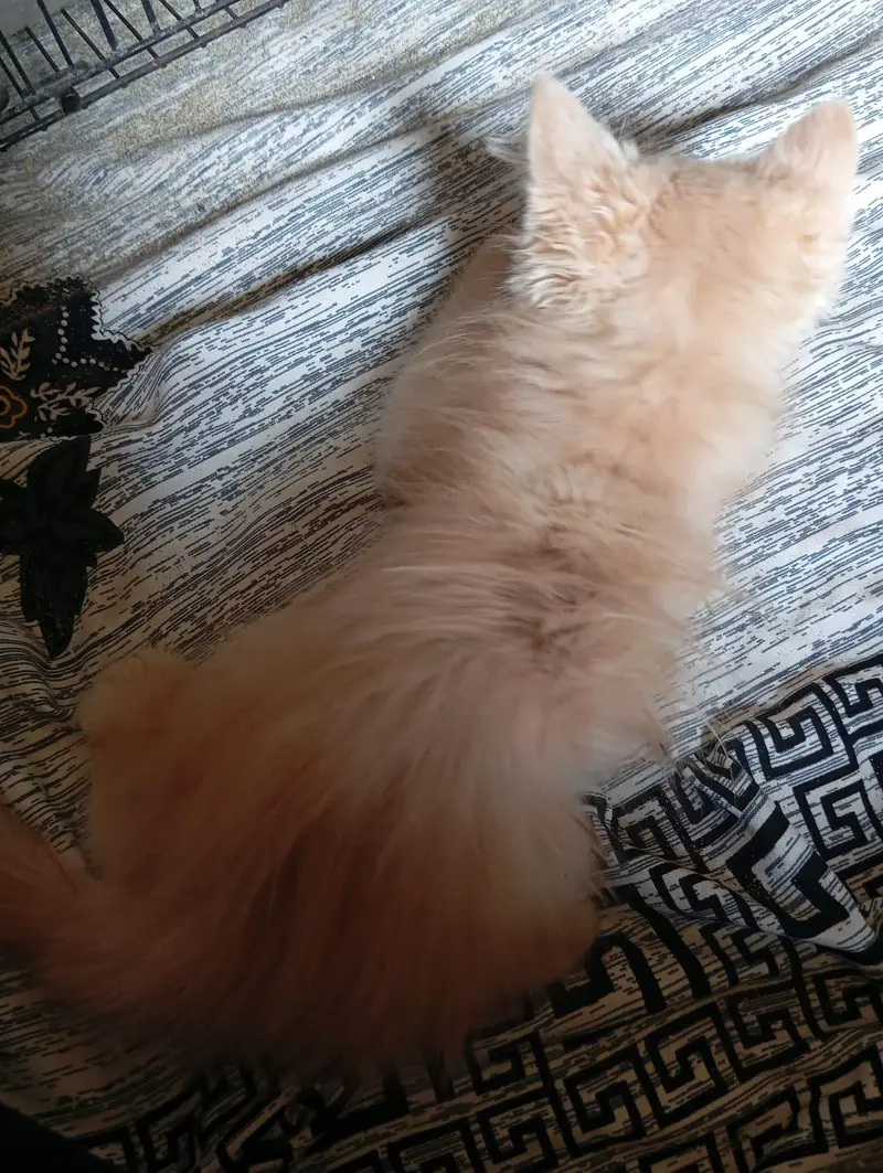 2 kitten pair available — photo 2