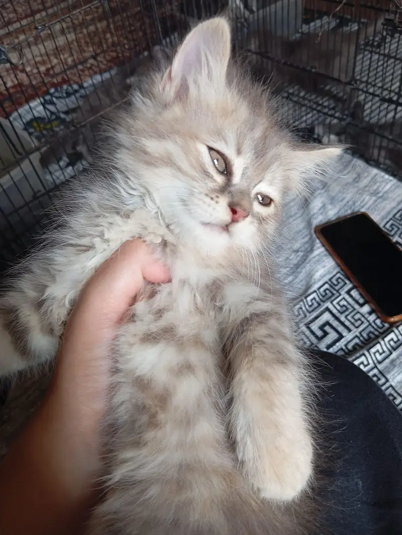2 kitten pair available — photo 3