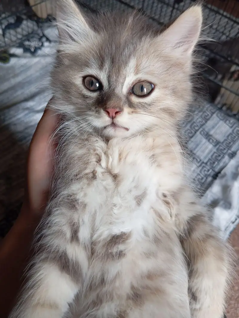 2 kitten pair available — photo 4