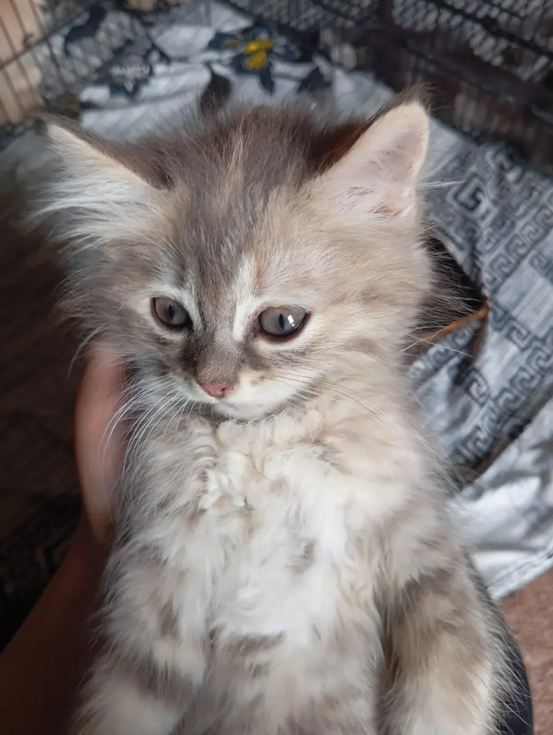 2 kitten pair available — photo 5